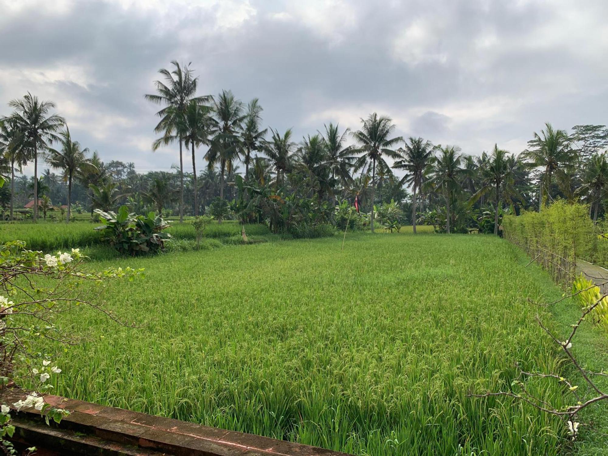 Adi Laxmi * Ubud