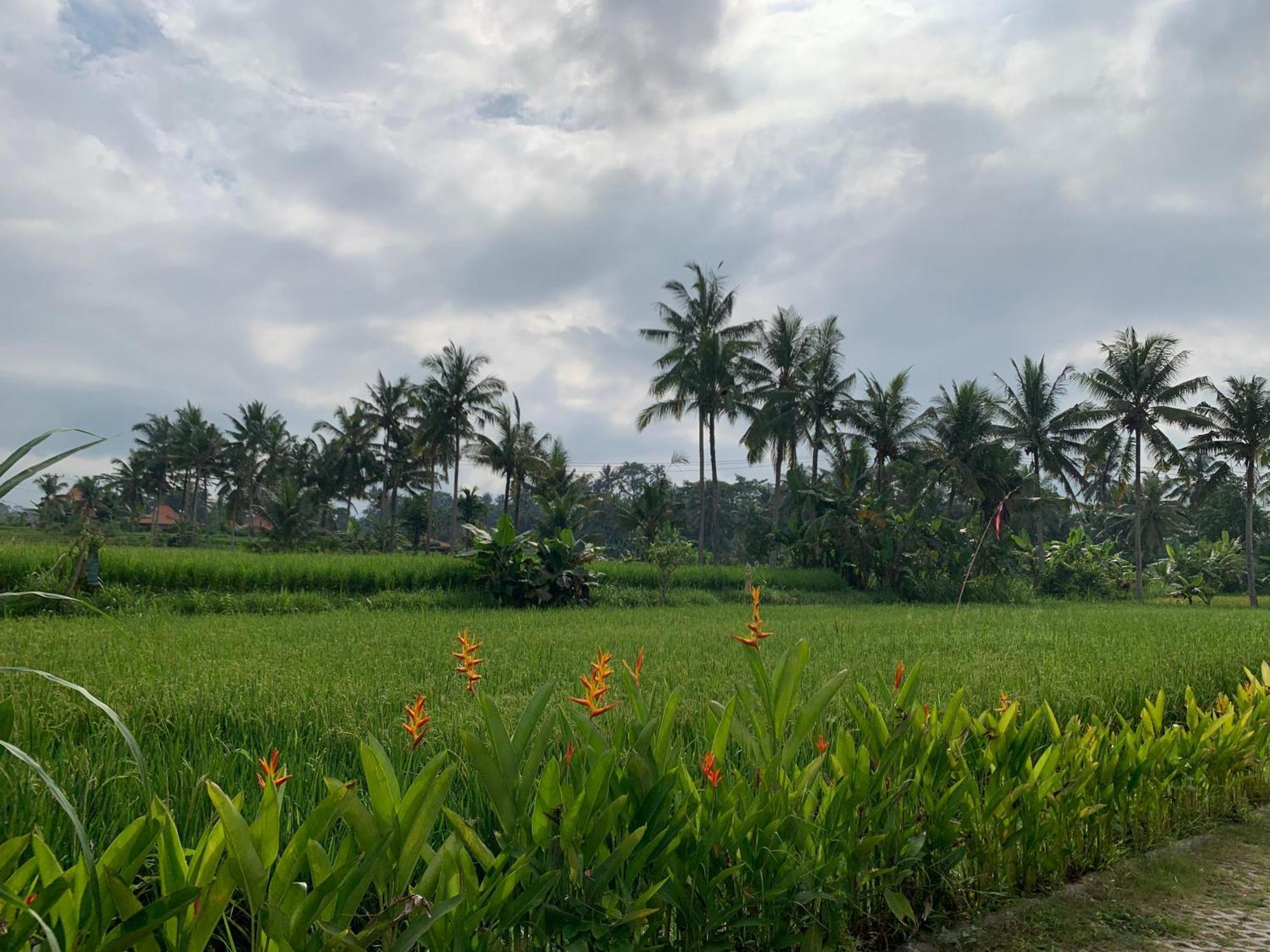 Adi Laxmi * Ubud